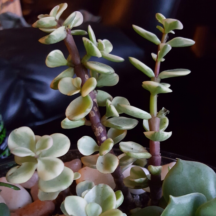 plant image 244435