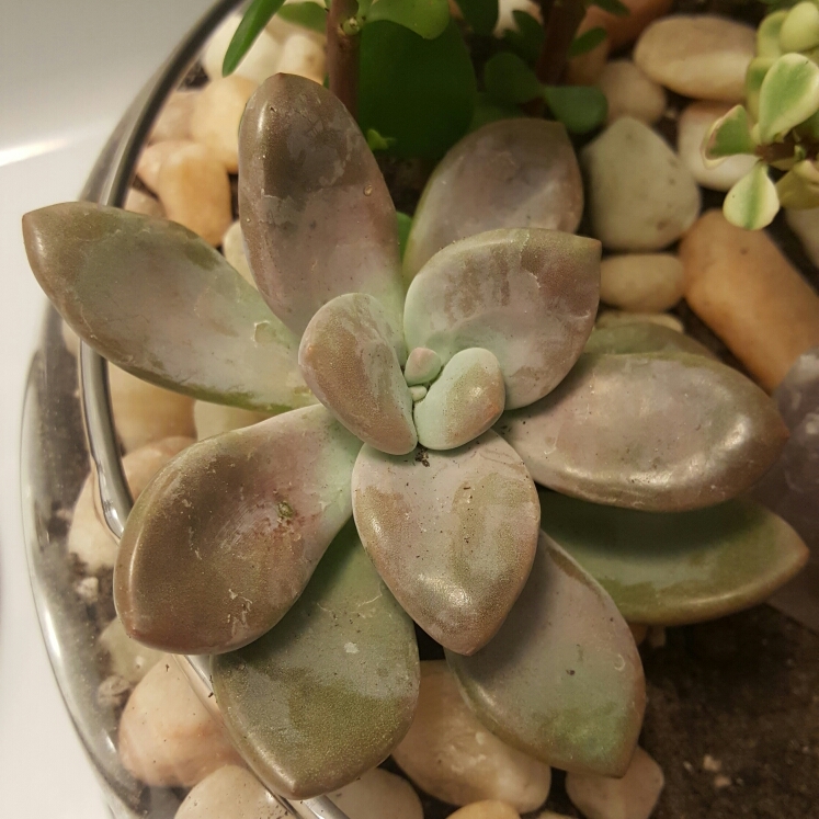 plant image 244446
