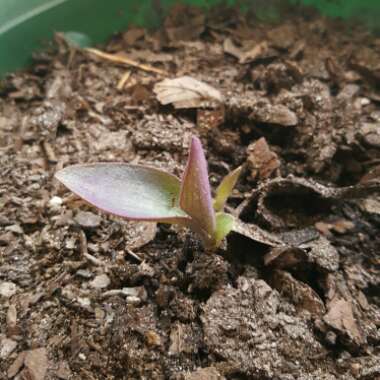 Purple-Heart Spiderwort 'Purpurea'