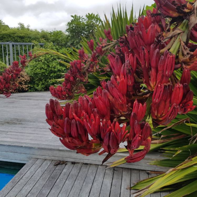 Plant image Doryanthes Palmeri