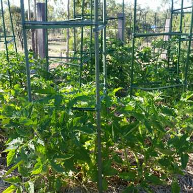 Solanum lycopersicum 'Moneymaker' syn. Solanum lycopersicum 'Money Maker'