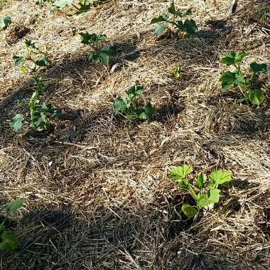 Cucumber 'Marketmore'