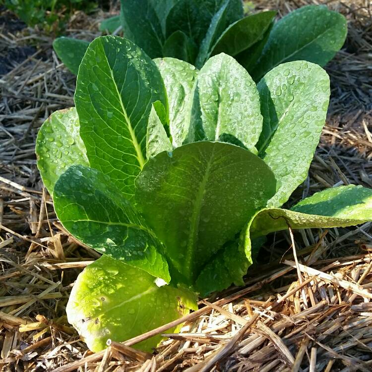 plant image 257906