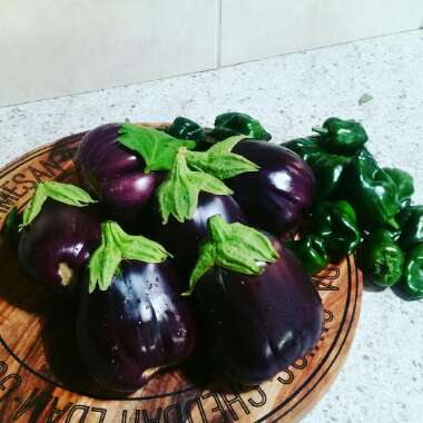 Aubergine 'Black Beauty'