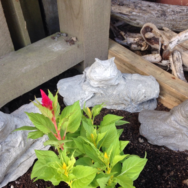 Plant image Celosia argentea plumosa 'Fairy Fountains'