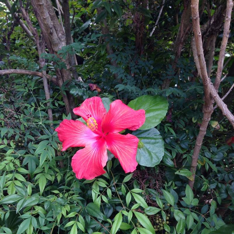 Plant image Hibiscus rosa-sinensis 'Painted Lady'