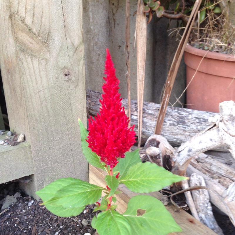 Feather Celosia 'Fairy Fountains'