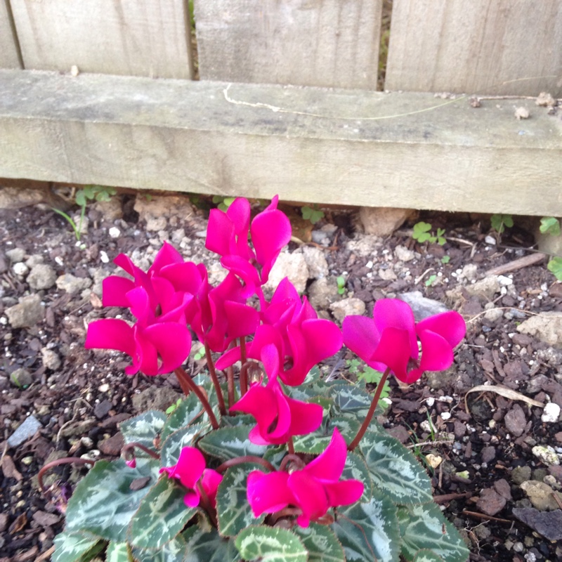 Cyclamen (Hardy)