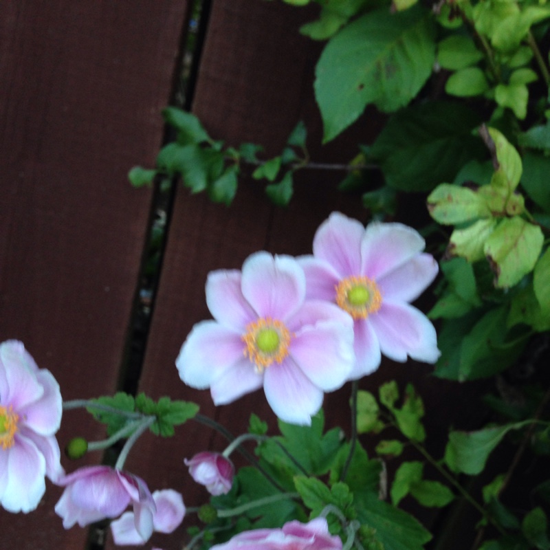Japanese Anemone