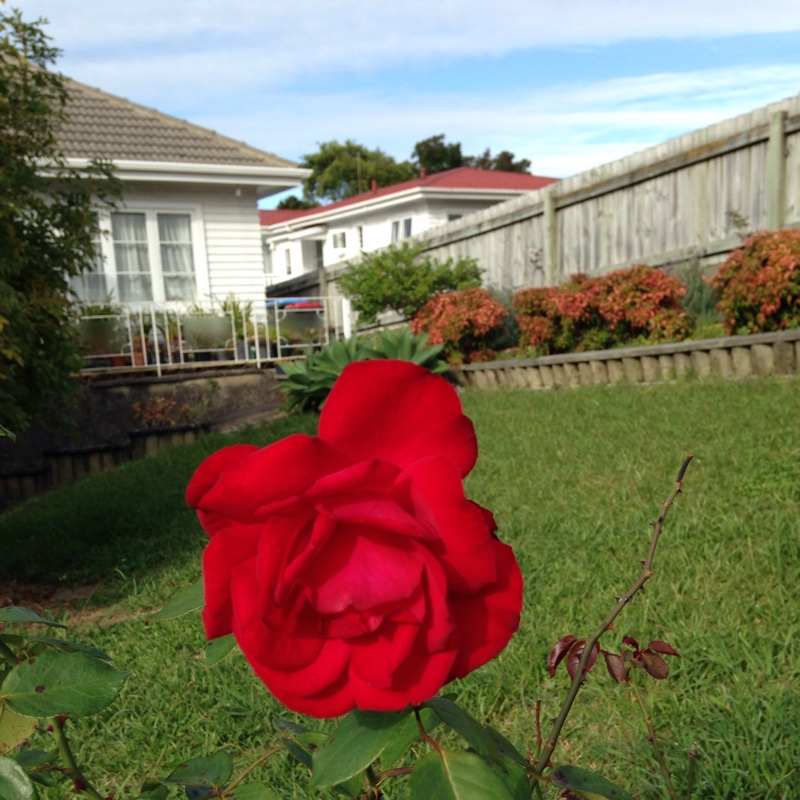 Rose