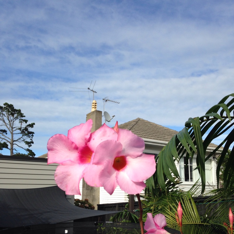 Janine's garden