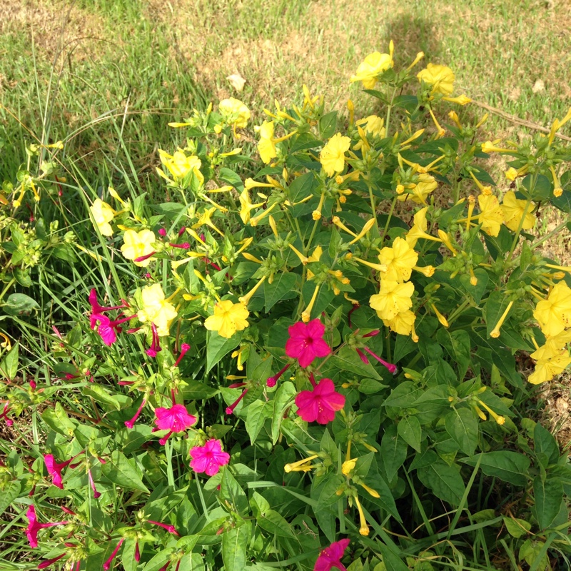 Janine's garden