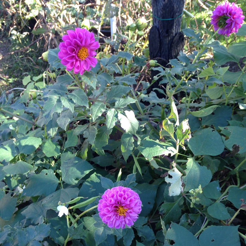 Dahlia