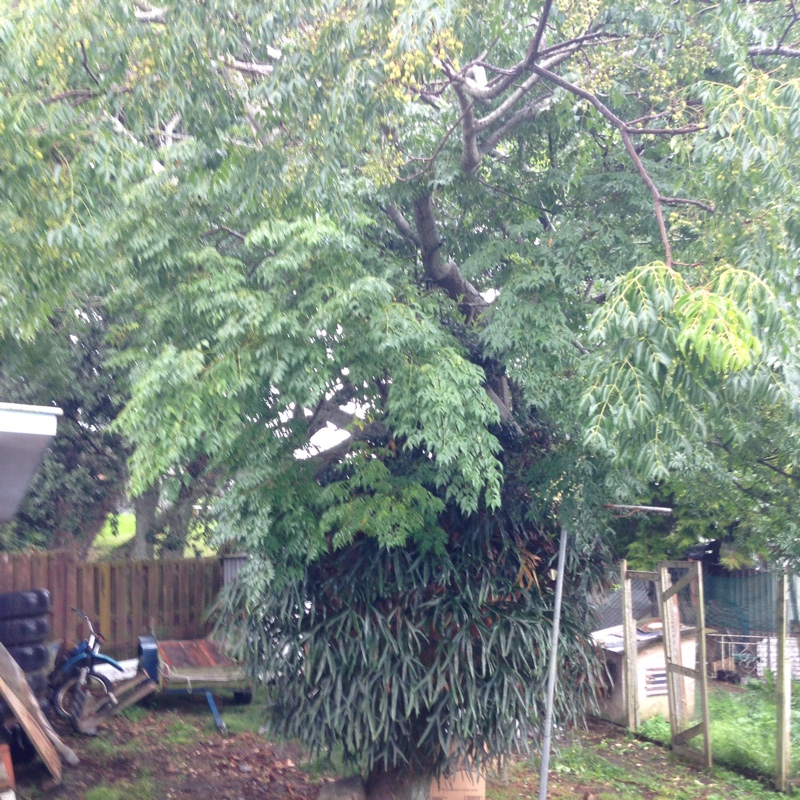 Janine's garden