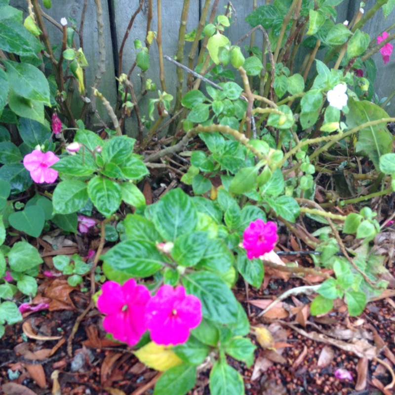 Janine's garden