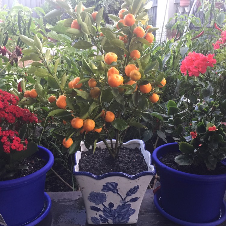 Plant image Citrus