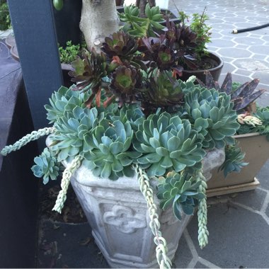 Echeveria