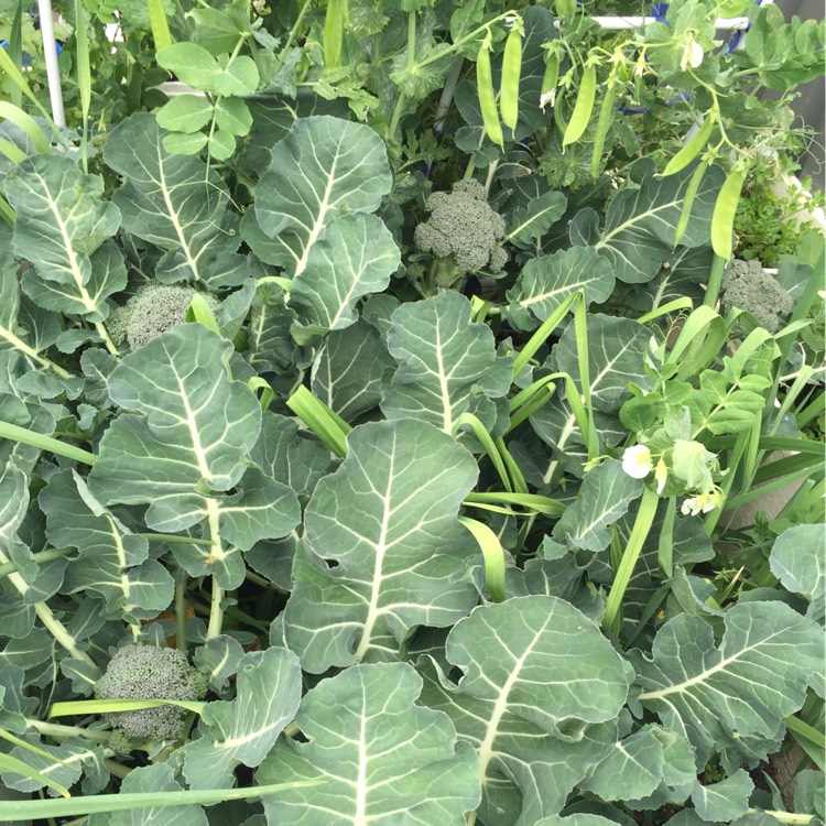 Plant image Brassica Oleracea var. Italica 'Autumn Spear'
