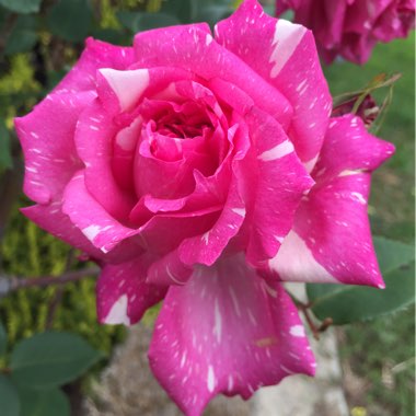 Rosa 'Candy Stripe