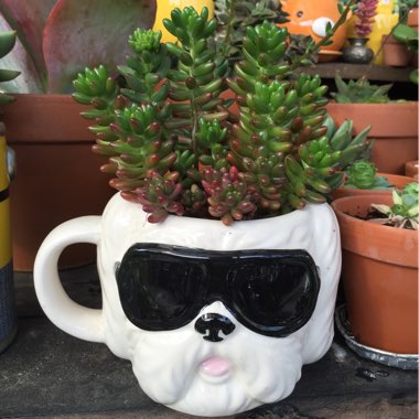 Sedum pachyphyllum