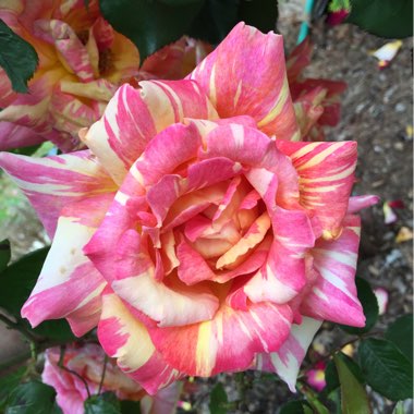 Rosa