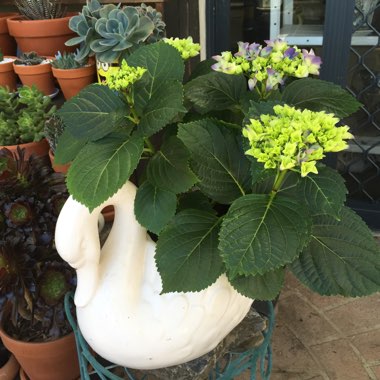 Hydrangea