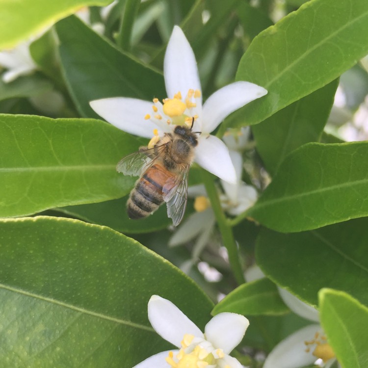 plant image 279465