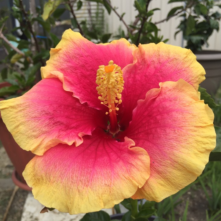 plant image 284225