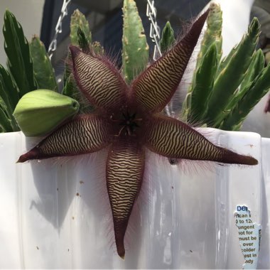 Stapelia gigantea