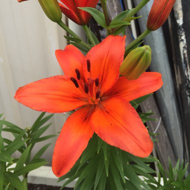 Lilium (Asiatic)