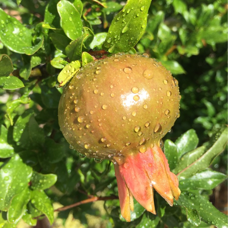 plant image 295474