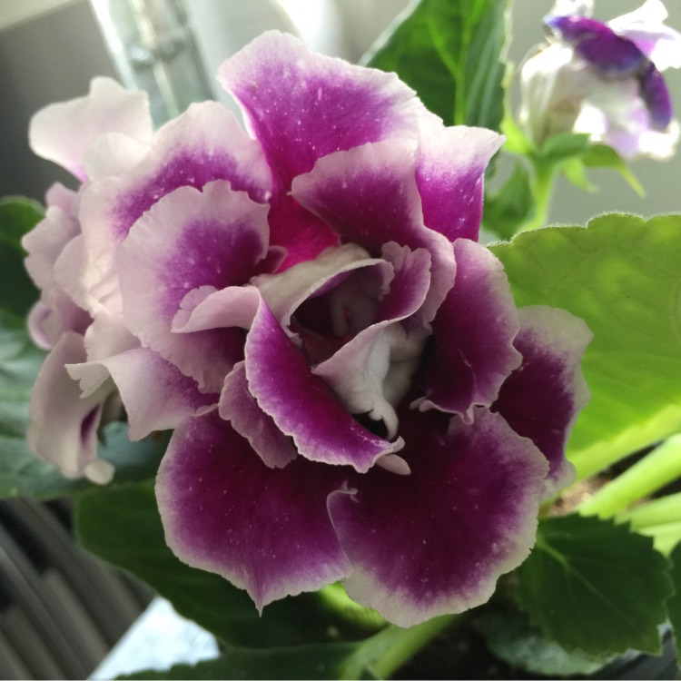 Plant image Gloxinia