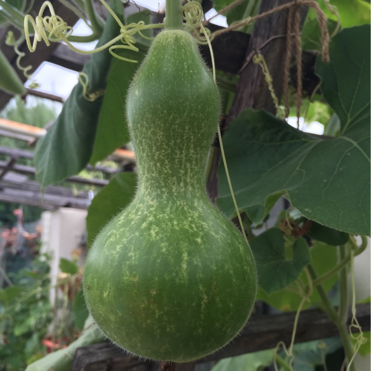 plant image 302778