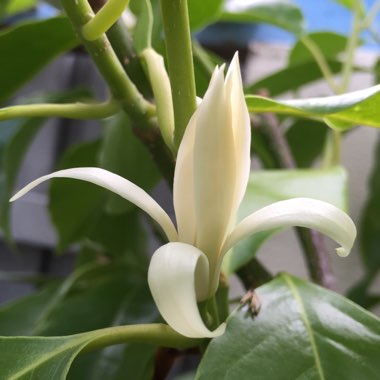 Michelia Alba