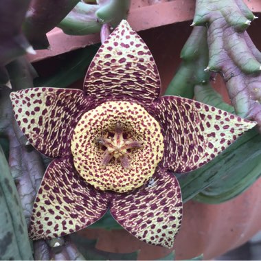 Stapelia Variegata