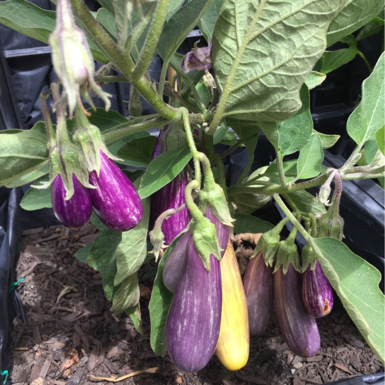 Plant image Solanum melongena 'Pinstripe'