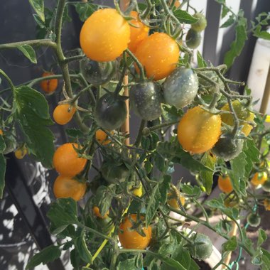 Solanum Lycopersicum 'Yellow Pear'