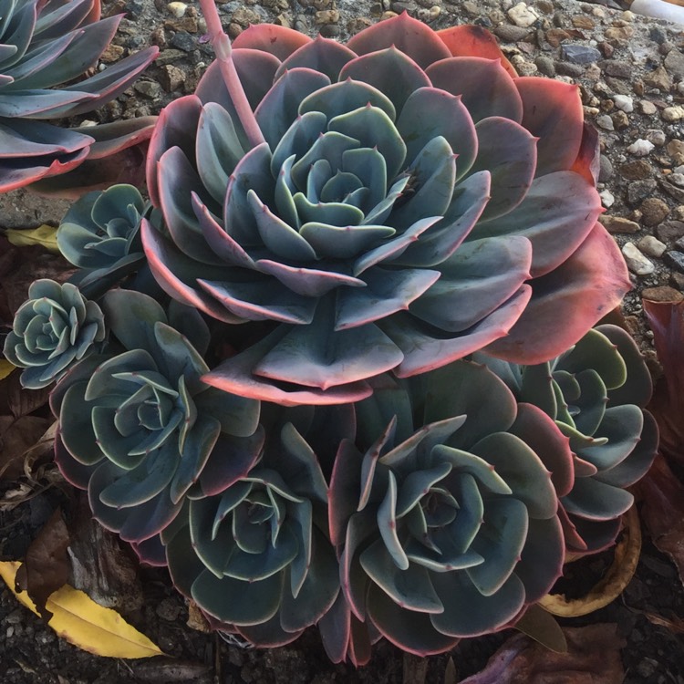 Plant image Echeveria Imbricata