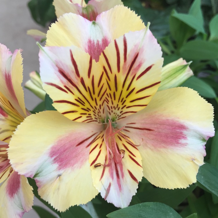 Plant image Alstroemeria 'Staprisara' (Princess Series) syn. Alstroemeria 'Princess Sara', Alstroemeria 'Colorita Sara'