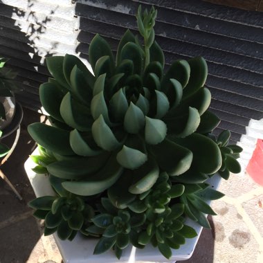 Echeveria