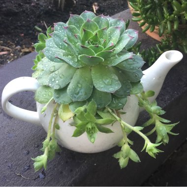 Sempervivum Calcareum