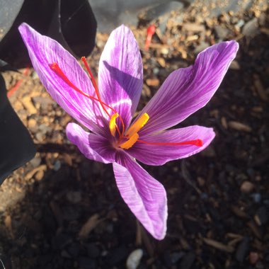 Crocus sativus
