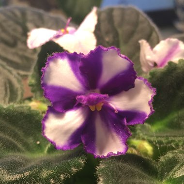 Streptocarpus sect. Saintpaulia  syn. Saintpaulia