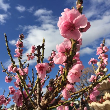 Prunus persica 'Avalon Pride'