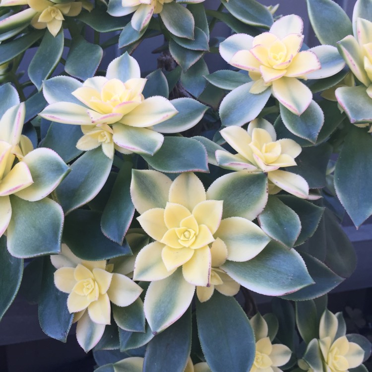 plant image 541586