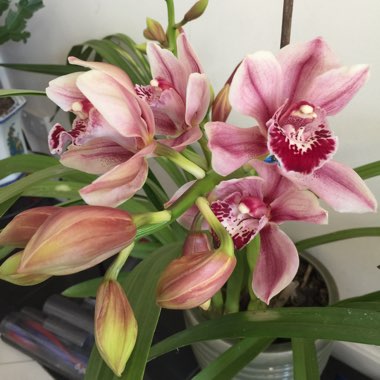 Cymbidium