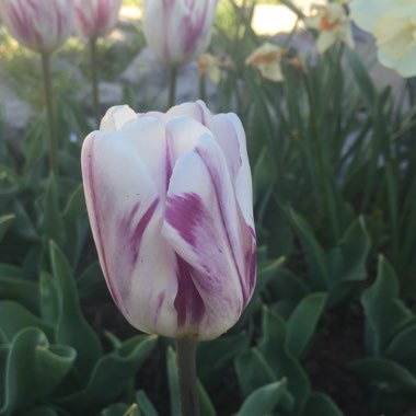 Tulipa