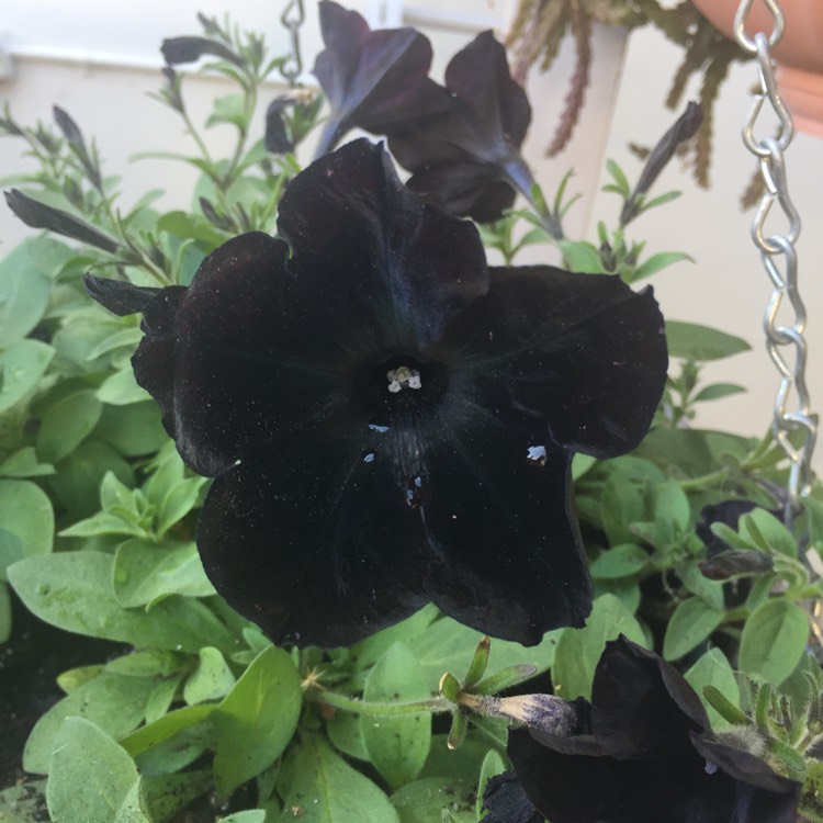 Plant image Petunia 'Black Ray'