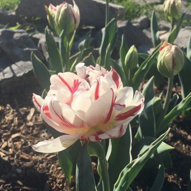Tulipa