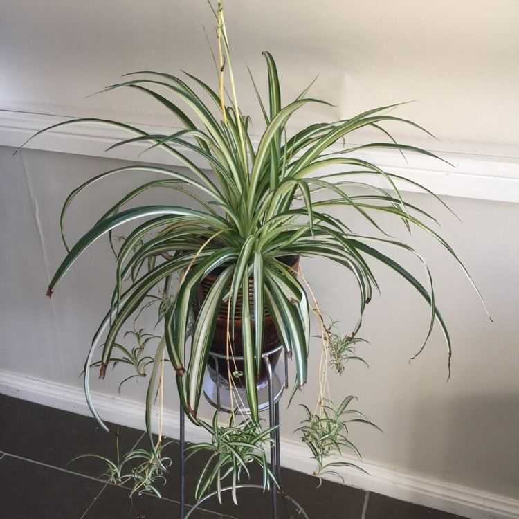 plant image 565274 plant image 565274